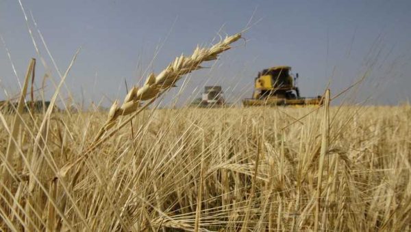 لتعويض بعد تراجع الإنتاج المحلي.. العراق يزيد واردات القمح من تركيا