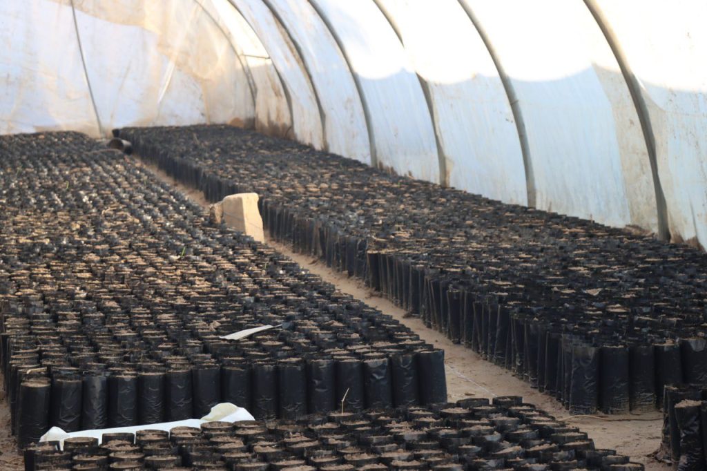 2-10-1024x682 مشتل الموصل يوزع أكثر من 118 ألف شجيرة لتعزيز الرقعة الخضراء