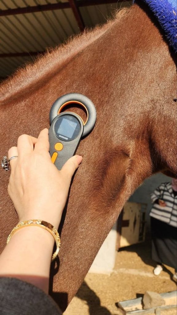 2-7-576x1024 نينوى تبدأ تسجيل الخيول والمواليد الحديثة لتعزيز قطاع الفروسية