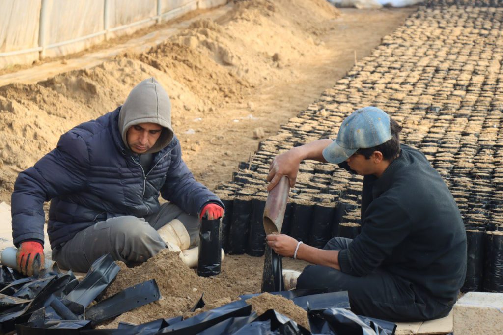 3-9-1024x682 مشتل الموصل يوزع أكثر من 118 ألف شجيرة لتعزيز الرقعة الخضراء