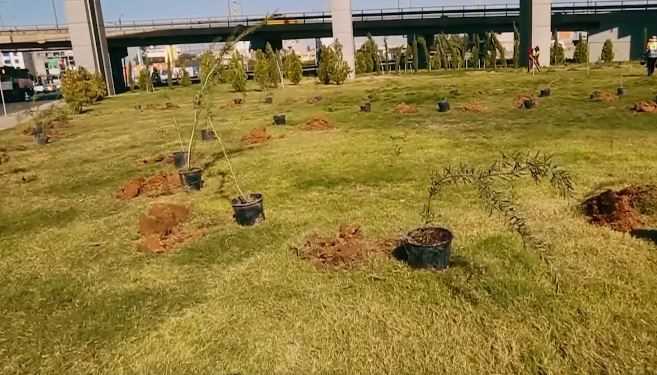 الجزرات4-1.jpgمضغوط-1 بلدية الموصل: زراعة أكثر من 71 ألف شتلة ضمن خطة توسيع المساحات الخضراء
