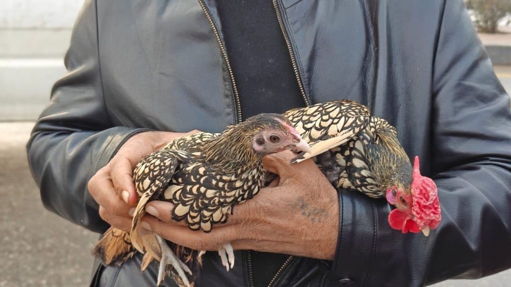 1-1-1024x575 "العراق يكافح الصيد الجائر".. حملات أمنية ورقابية مكثّفة في أسواق الطيور بالموصل وبغداد