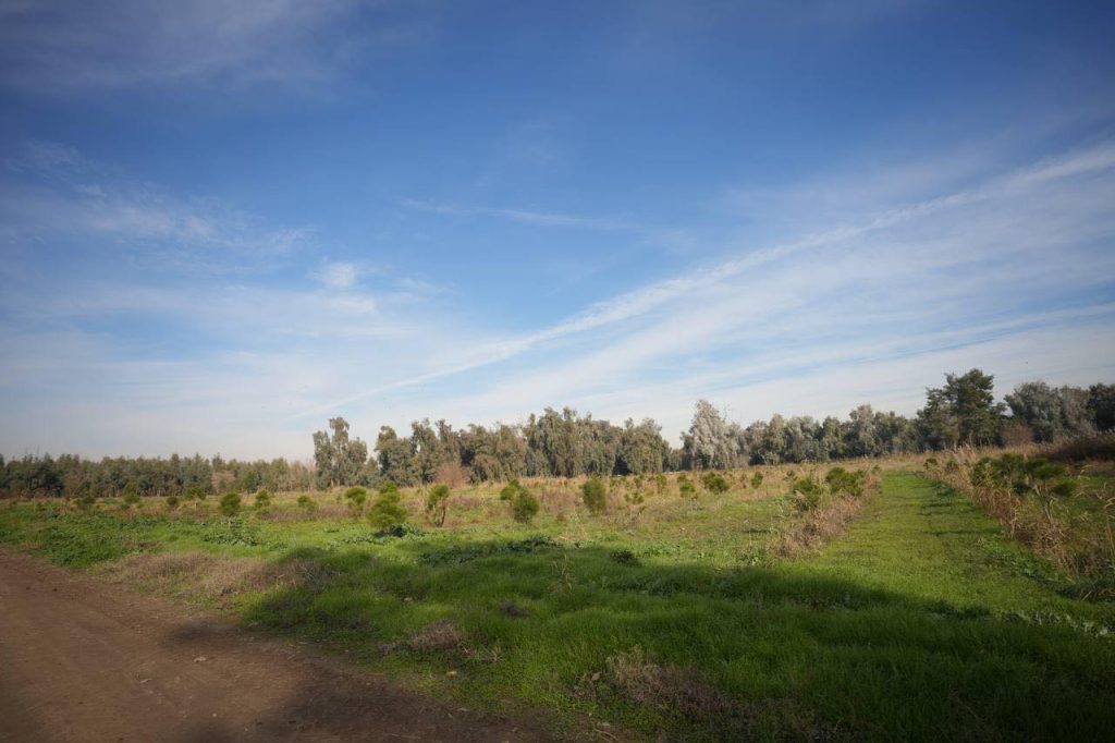 222-1024x682 محافظ نينوى يعلن اكتمال تأهيل غابات الموصل ويوجه بإنشاء غابات جديدة في الجانب الأيمن