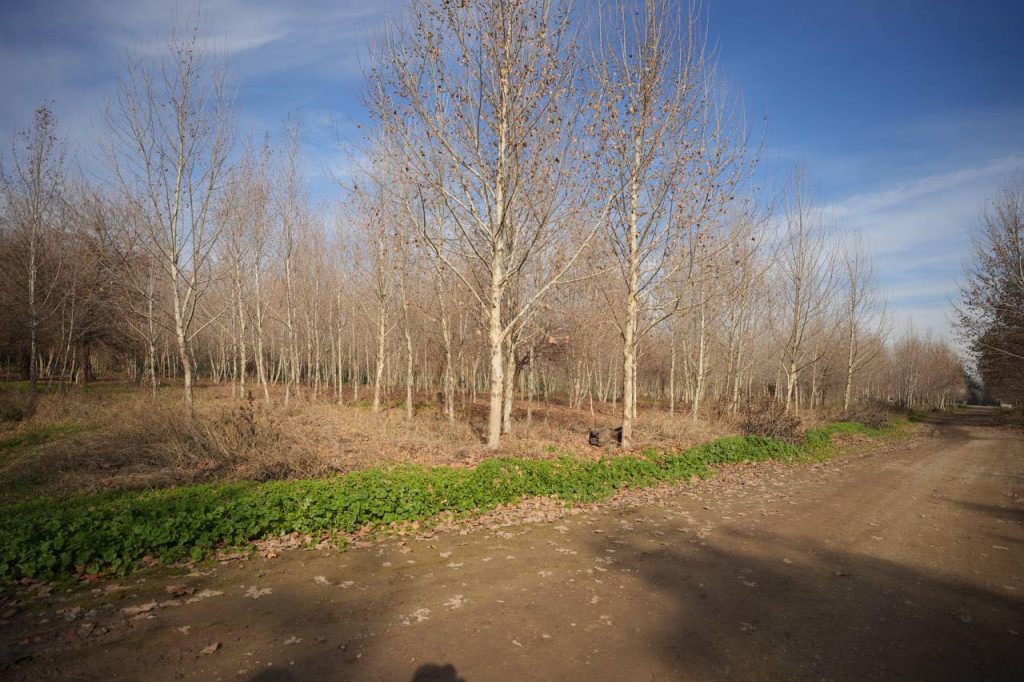 333-1024x682 محافظ نينوى يعلن اكتمال تأهيل غابات الموصل ويوجه بإنشاء غابات جديدة في الجانب الأيمن