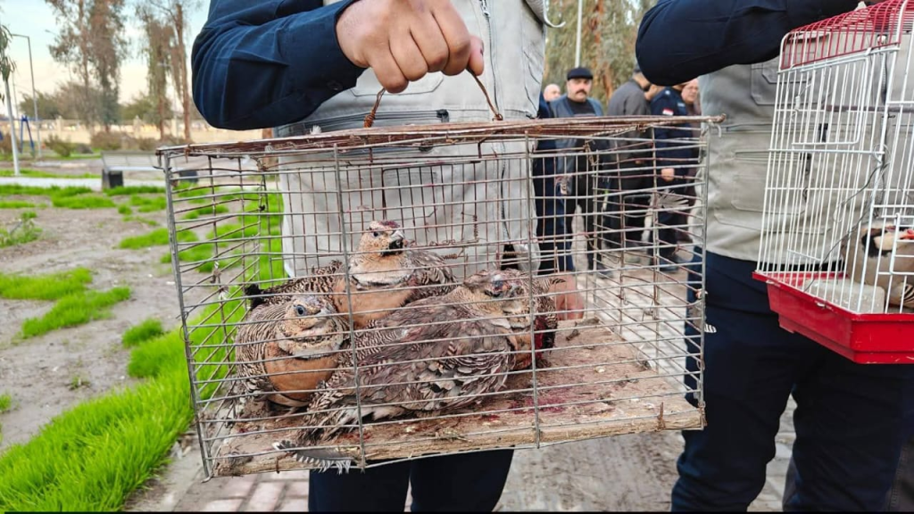image-41-1024x576 بعد استحصال الموافقات القضائية.. ضبط ومصادرة طيور مهددة بالإنقراض في سوق الموصل