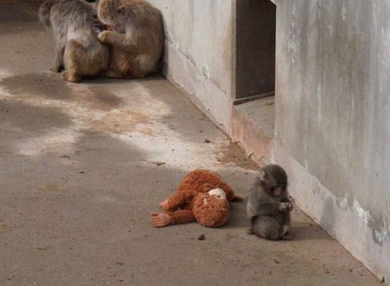 72150-القرد-يجلس-بجوار-الدمية قرد يتبنى دمية بعد أن فقد أمه.. وزوّار يتقاطرون لرؤيته في اليابان