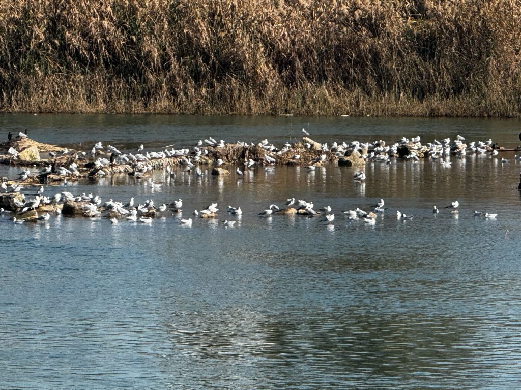 IMG_4179-1024x768 تراجع مقلق في منسوب دجلة بنينوى.. جزر رملية تعود للظهور في الموصل