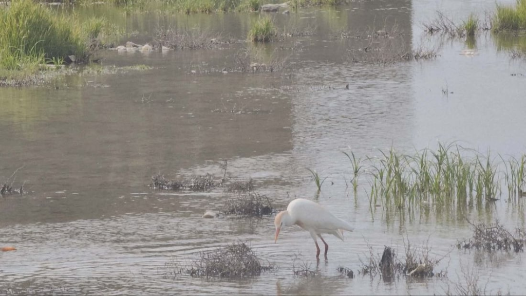 image-35-1024x576 رصد طائر 'أبو قردان' في نينوى والخبراء يُوضّحون الأسباب