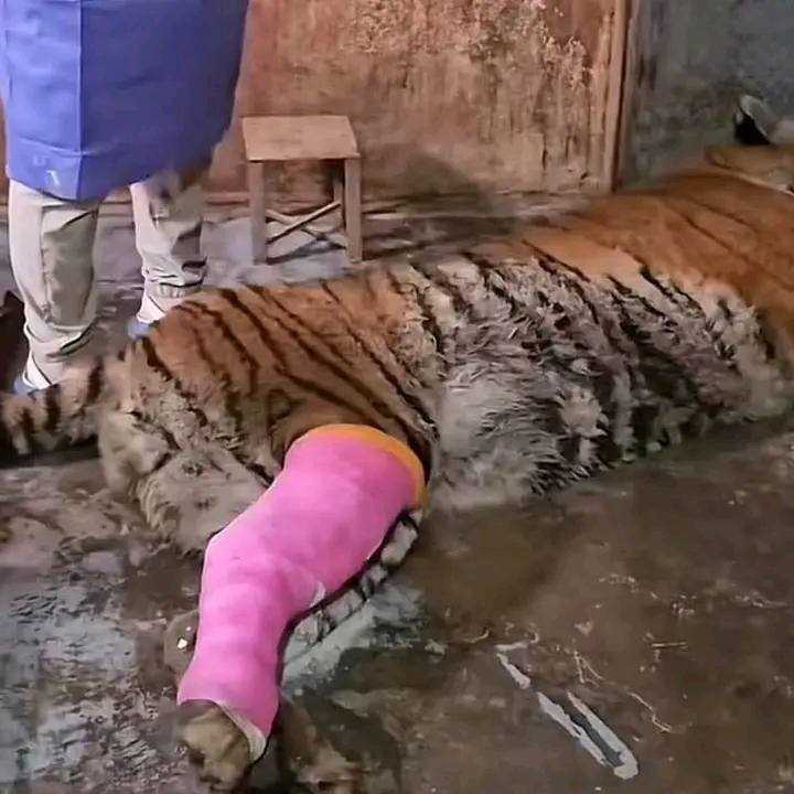 نمر-2-1.jpgمضغوط-1 نهاية حزينة للنمر السيبيري في حديقة الزوراء.. نفوق مفاجئ بعد عملية جراحية معقدة