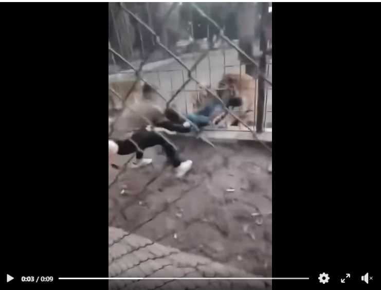 نمر-يهاجم-فيديو-1.jpgمضغوط-1 نهاية حزينة للنمر السيبيري في حديقة الزوراء.. نفوق مفاجئ بعد عملية جراحية معقدة