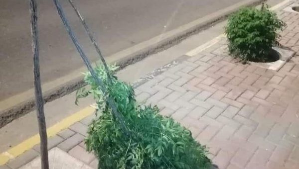 لماذا تسرق وتدمر اشجار الموصل؟مناشدات لحماية الأشجار بعد تكرار السرقات