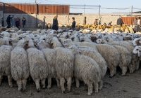 غلاء الأسعار وتراجع القدرة الشرائية يقللان الإقبال على شراء الأضاحي في نينوى