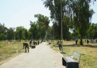 هل تنقل الغابة الجنوبية في الموصل حشرة الأرضة للمنازل؟