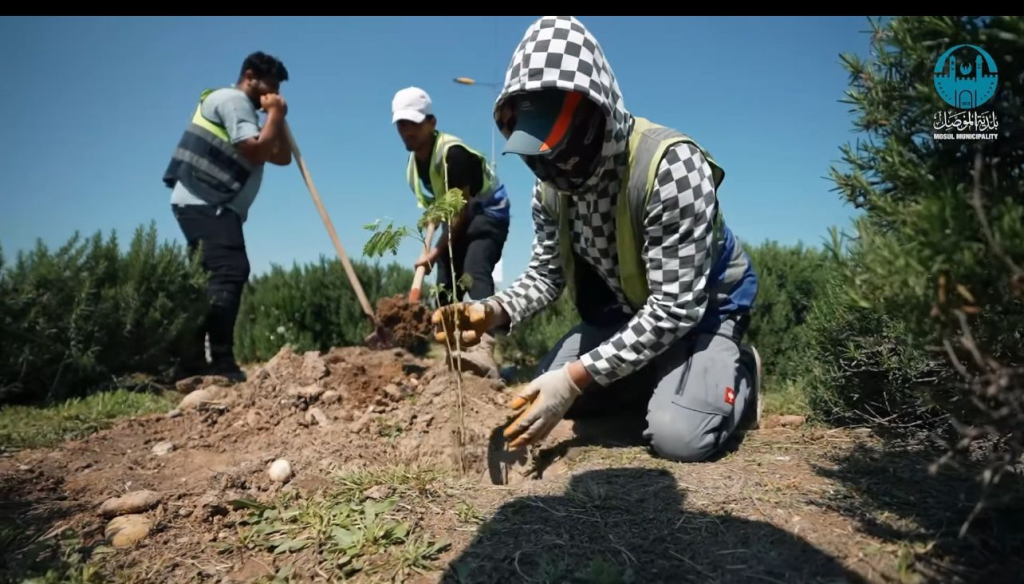 image-12-1024x584 بلدية الموصل تُزيّن شارع الأسدي بأشجار النبگ والألبيزيا لتعزيز الواقع البيئي