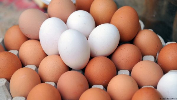 هل أطاح “نظام الطيبات” بأسعار الدجاج والبيض؟.. خبير يحسم الجدل ويكشف الحقيقة