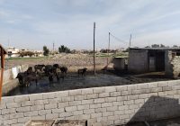 بلدية الموصل تمنح مربي المواشي 72 ساعة لإخراجها خارج المدينة: “لا تمديد للمهلة ولا استثناءات للمخالفين”