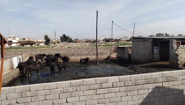 بلدية الموصل تمنح مربي المواشي 72 ساعة لإخراجها خارج المدينة: “لا تمديد للمهلة ولا استثناءات للمخالفين”
