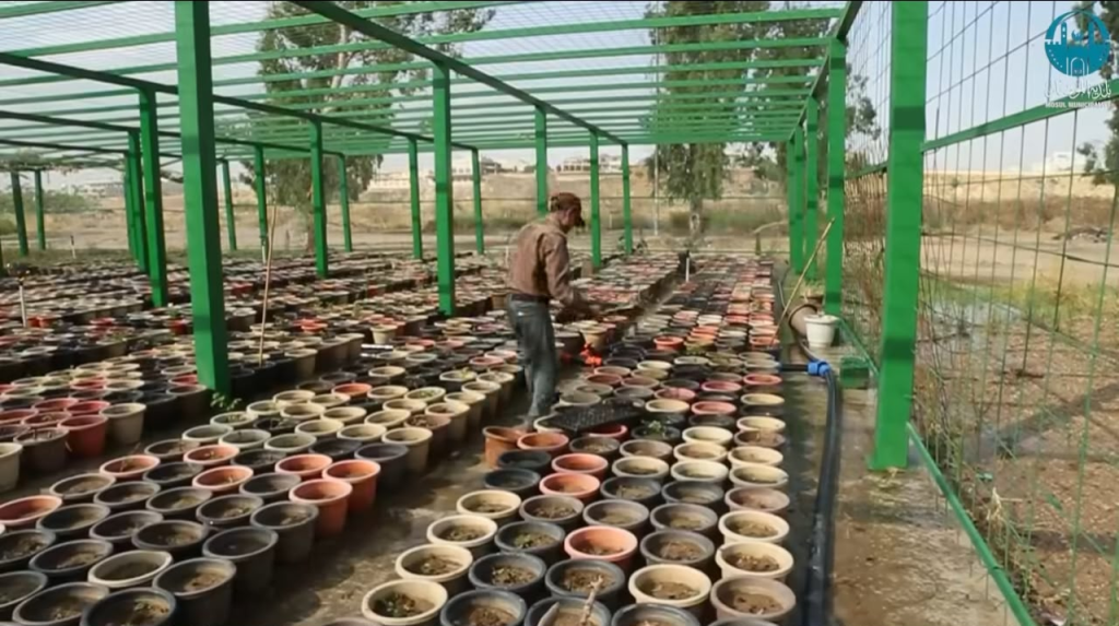 image-147-1024x573 بلدية الموصل تكثف إنتاج مشتلها المركزي لرفد حملات التشجير وتوسيع المساحات الخضراء