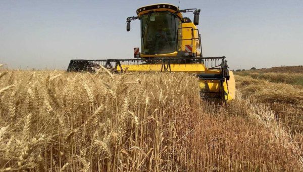 نينوى تبدأ حصاد الحنطة.. وإنتاج متوقع بـ600 ألف طن ودعوات لاستلام المحاصيل خارج الخطة
