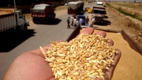 قفزة إنتاجية كبرى.. نينوى تقترب من عتبة المليوني طن حنطة والعراق يترقب موسمًا ذهبيًا