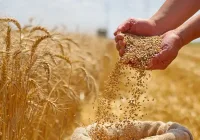 العراق يقترب من الإكتفاء الذاتي بتجاوز إنتاج الحنطة حاجز 3.1 ملايين طن