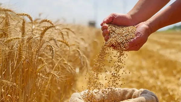 العراق يقترب من الإكتفاء الذاتي بتجاوز إنتاج الحنطة حاجز 3.1 ملايين طن