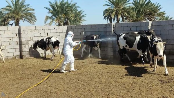 الصحة: 270 إصابة مؤكدة و17 وفاة بالحمى النزفية منذ بداية العام