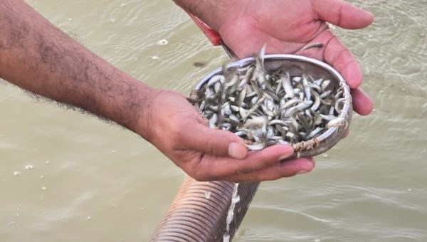 الزراعة تطلق 155 مليون سمكة ضمن خطة لتعزيز الثروة وزيادة الإنتاج المحلي