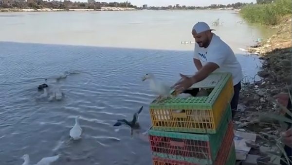 تحذيرات من خطر إطلاق الأسماك والبط عشوائيًا في دجلة والفرات على التوازن البيئي