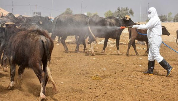 270 إصابة و17 وفاة بالحمى النزفية منذ بداية العام في العراق