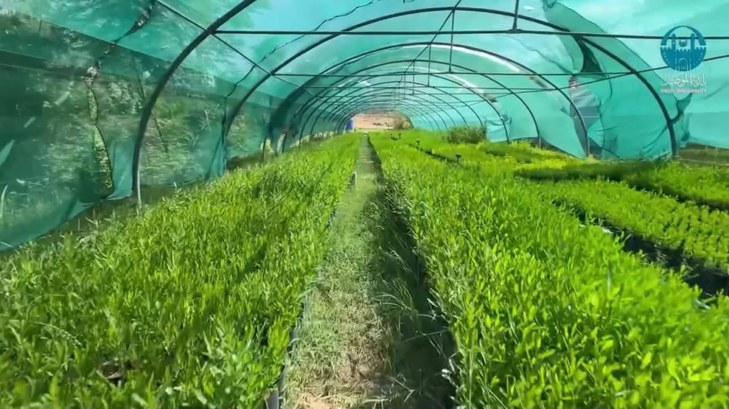 مشتل الموصل الأخضر يتحدى التلوث بإنتاج آلاف الشتلات لتزيين شوارع وحدائق المدينة