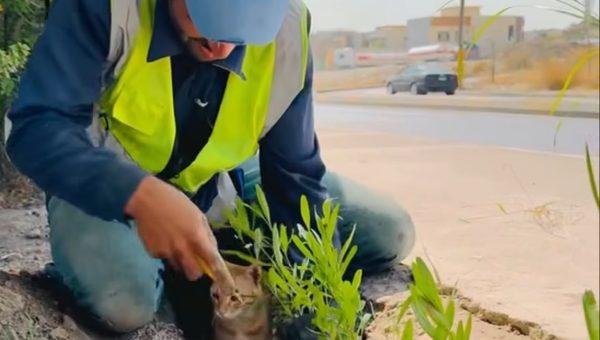 قطة تُرافق عاملًا زراعيًا في الموصل وتتحول إلى أيقونة لحملة التشجير