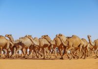 السعودية تحسم الجدل بشأن علاج السرطان ببول الإبل.. ما حقيقة المنتج المتداول؟