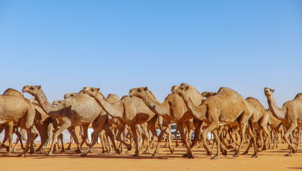 السعودية تحسم الجدل بشأن علاج السرطان ببول الإبل.. ما حقيقة المنتج المتداول؟