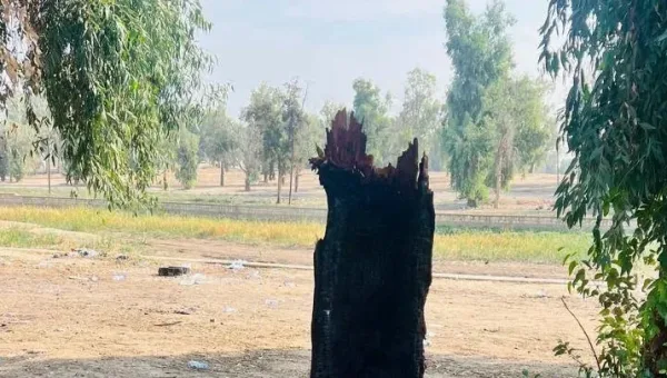 مديرية البيئة تتحرك ضد المتجاوزين وتؤكد حماية الغطاء النباتي وفق القانون
